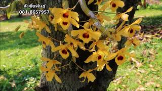 เหลืองจันทบูร,กล้วยไม้งามประจำถิ่นจันทบุรี,ตราด,Dendrobium friedericksianum