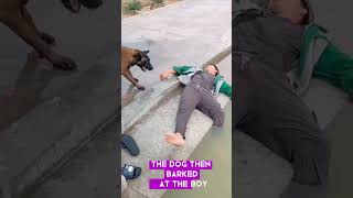 Dogs Jump Into pond To 'Rescue' boy.....🐶😢#youtubeshorts #shorts #viralvideo