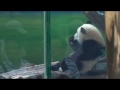 20140602 圓仔吃蘋果the giant panda yuan zai