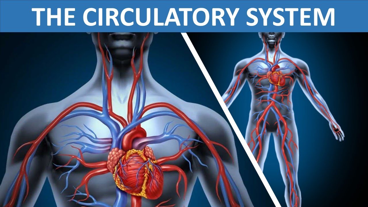 Human Circulatory System Heart