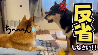 イタズラをしたのはパパなのに兄柴からお説教されて腑に落ちない柴犬の子犬・・・Shiba Inu puppy