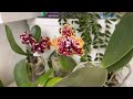 Ароматные phal.asteroid phal.ld giga king 801 phal.mituo gh king star uv zheng min anaconda.