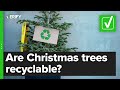 Yes, Christmas trees are recyclable