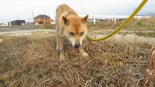 山陰柴犬もみじ土筆を食べる