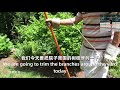 怎样修剪高处的树枝？how to trim high branches garden trees branches