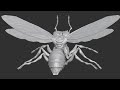 irina laney insect 3d