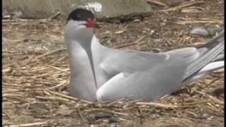 Part 1: Conservation of Vermont's Common Terns