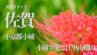 【日本の風景】佐賀ドライブ　江里山の棚田の彼岸花と羊羹の町小京都小城