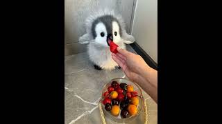 I also eat healthy food #cute #adorable #cuteanimal #penguin #adorablepets #pets #fluffy