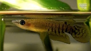 Werner's Killifish \u0026 Striped Panchax - Attack like a Channa - Animalia Kingdom Show