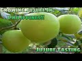 Growing Jujube In Philippines | Jujube Tasting. #jujubefruit  #gardening #jujube #appleberfarming