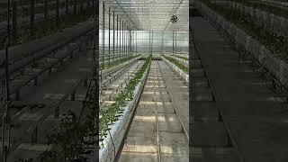 #greenhouse #özbekistan #parnik