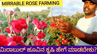 mirrable button rose farming details. ಮೀರಾಬುಲ ಗುಲಾಬಿ ಕೃಷಿ ಪರಿಚಯ.