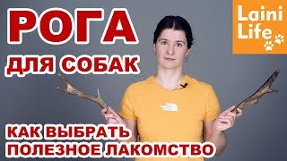 РОГА оленя - лакомство для собак, как выбрать и что надо знать