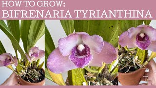 How to grow: Bifrenaria tyrianthina