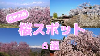 【自然風景】信州の春　桜スポット６選