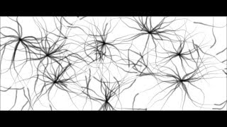 Growing Swarm interactive - Processing