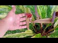 How to grow Anthurium Foliage from seeds(#shorts)