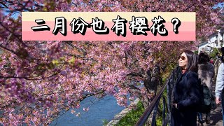 【日本初开樱花】二月就有樱花看？#Kawazu #河津 #cherryblossom