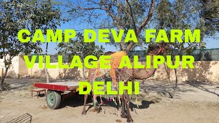 Camp Deva Farms, Village Alipur, Delhi