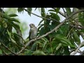 9月30日 渡りの野鳥探し 葛西臨海公園を一周