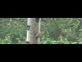 goldfinch on the feeder