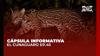 Cápsulas Informativas AVISA - Ep. 45: El Cunaguaro