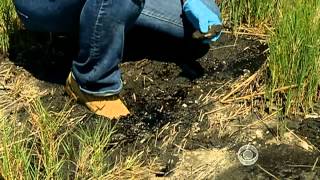 Lingering effects, 2 years after BP oil spill