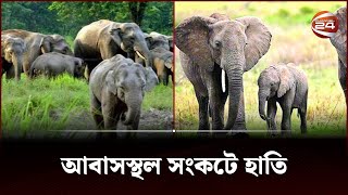 দুই তৃতীয়াংশ আবাসস্থল হারিয়েছে এশিয়ার হাতি, বাড়ছে লোকালয়ে হানা | Channel 24