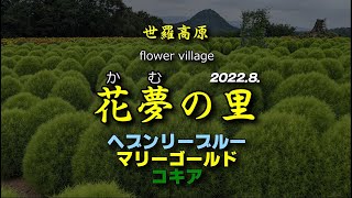 【花夢の里】世羅町の花畑：ヘブンリーブルーの丘：マリーゴールドとコキアが満開！