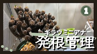 #1ギラウミニアナ発根管理　主根は切るか切らないか？【コーデックス】【園芸】@CAUDEXPLANTS