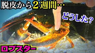 脱皮から２週間後のロブスターに発覚した事実とは？