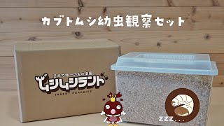 福島県田村市認証ブランド「カブトムシ幼虫観察セット」－ムシムシランド－