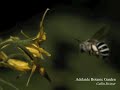 blue banded bee buzz pollination 2