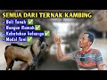 Beternak kambing jadi penghasilan utama‼️modal pertanian, kebutuhan rumah tangga sampai beli tanah