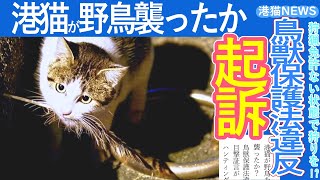 港猫ニュース「港猫が野鳥を襲ったか！？鳥獣保護法違反の疑い！！」