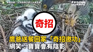 鷹爸送餐回家「奇招邀功」　網笑：寶寶會有陰影