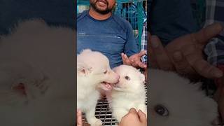 Very cute German Spitz puppy for Rs.4.5 K|Galiff Street pet market|Kolkata|recent dog price update.