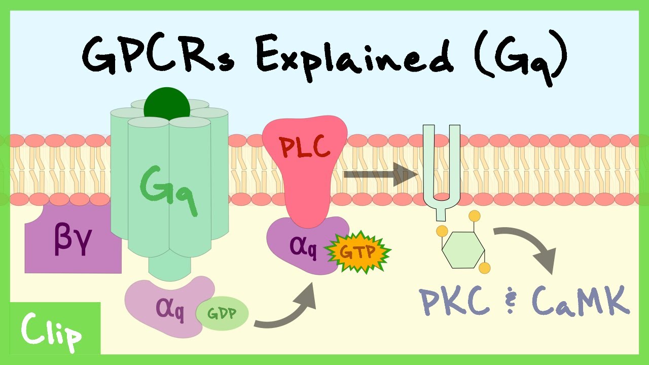 Gq Pathway Of G-Protein-Coupled Receptors Explained | Clip - YouTube