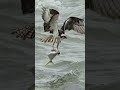 crazy osprey almost drowns trying to catch a huge fish. wildlife bird birds ospreys