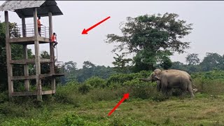 Wild Elephant Vs Man