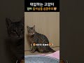 엄마 보고싶으니까 빨리 케이지 가꾸와 집사 고양이 catshorts 반려동물