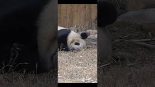 戏精秦韵摆烂。panda Qing yun sleeping. #panda #animals #大熊猫 #秦岭大熊猫#cute panda