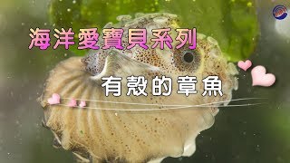 〈海洋愛寶貝系列〉- 有殼的章魚(船蛸)