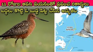 Bar-tailed godwit sets world record: ఆ పక్షి బరువెంత, ఎత్తు ఎంత, రెక్కల పొడవెంత, అసలు ఇదంతా ఎలా.!?