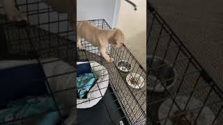 DaVinci’s First Agility Test (Tiny Puppy Almost Falls Off Dog Crate) Part 1