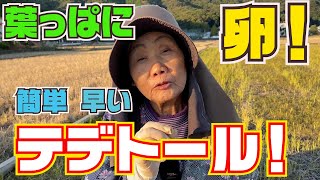 里芋の葉に卵がついていますが対処法がわかりません