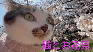 【看板猫】お花見をする猫in善福寺川公園・猫動画