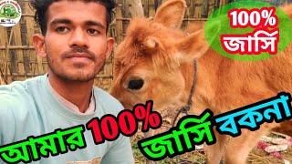 ১০০% জার্সি বকনা কিনেছি।মায়ের দুধের রের্কড ১৯ লিটার।Jercey cows