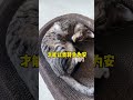 国庆到底放假几天？为啥我妈还不去上班😂 狸花猫 萌宠 猫咪 猫咪的迷惑行为